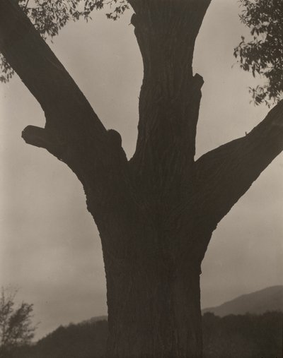 Den døende kastanjen av Alfred Stieglitz