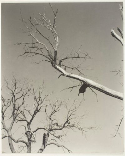 Det døende kastanjetreet – læreren min av Alfred Stieglitz