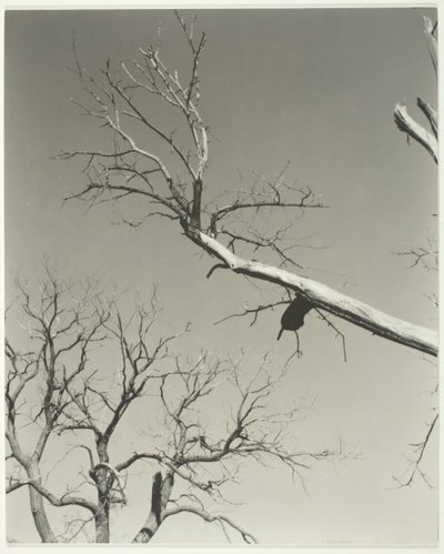The Dying Chestnut Tree — Min lærer, 1927. av Alfred Stieglitz