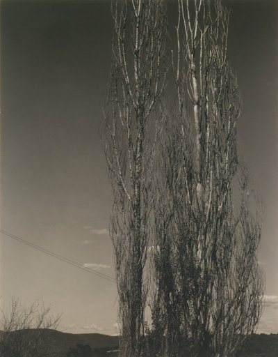 De to poplene, Lake George av Alfred Stieglitz