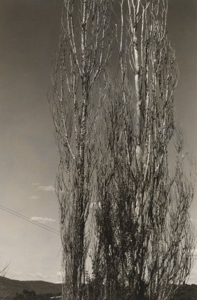 Two Poplars, Lake George (rekto) av Alfred Stieglitz