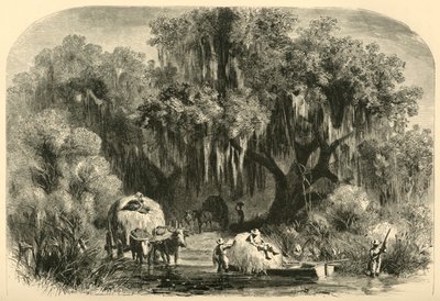 Die Moossammler, 1872 von Alfred Rudolph Waud