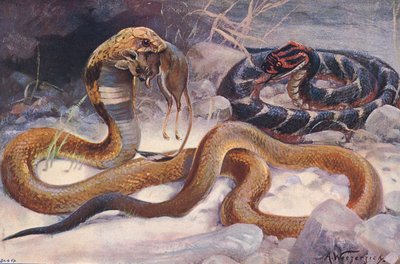 Cobra og Puff Adder, illustrasjon fra 