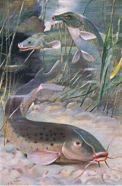 Elektrisk steinbit, Bichir, Trunkfish, illustrasjon fra 