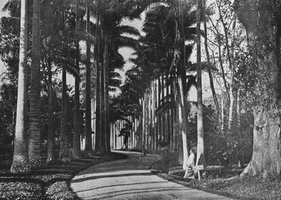 Kålpalmer i Peradeniya Gardens, c1890, 1910 av Alfred William Amandus Plate