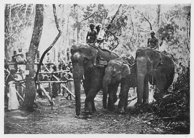 Elephant Kraaling in Ceylon - Free No Longer, c1890, 1910 av Alfred William Amandus Plate