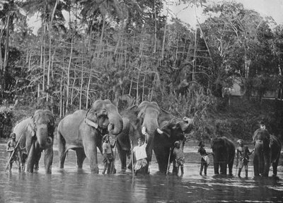 Hellige elefanter som bader i Mahaweli Ganga ved Katugastota, c1890, 1910 av Alfred William Amandus Plate