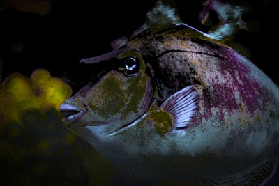 Charlies Freund von Alice Gur-Arie