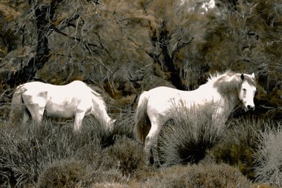 Ablenkung von Alice Gur-Arie