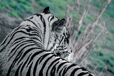 Zweiter Platz von Alice Gur-Arie