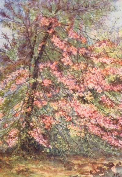 New Forest: Tidlig mai i «The Enclosure», Wild Crab Blossom (fargelitografi) av Alice Julia Argles