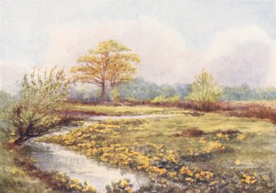 New Forest: Sumpblomster ved Longwater, våren (fargelitografi) av Alice Julia Argles