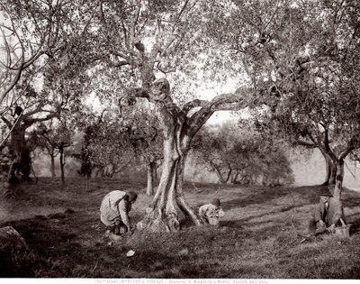 Barn som plukker oliven blant oliventrærne, på en høyde i Santa Margherita a Montici, Firenze (s/hv-bilde) av Fratelli Alinari