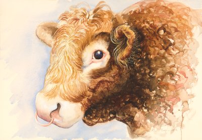 Oksen Adam, 2016, akvarell av Alison Cooper