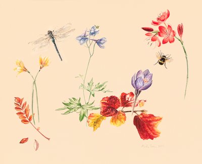 Høstblomster og insekter av Alison Cooper