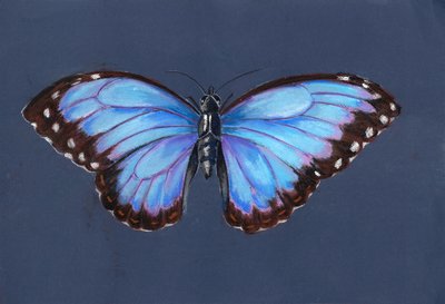 Blue Morpho Butterfly, 2019 (pastell) av Alison Cooper