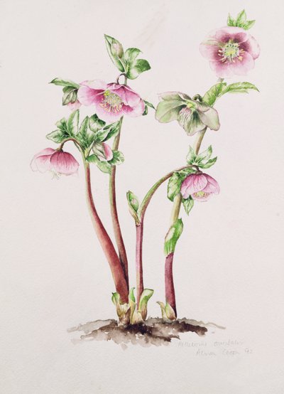 Fastelavnsrose: Helleborus orientalis (akvarell) av Alison Cooper
