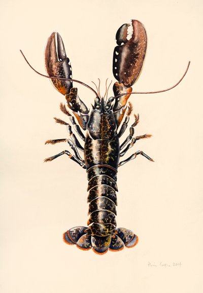 Hummer fra Solva, 2014, akvarell av Alison Cooper