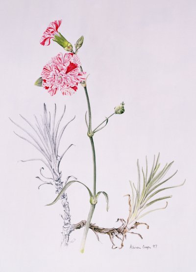 Old Variety of Dianthus, 1997 (wc på papir) av Alison Cooper