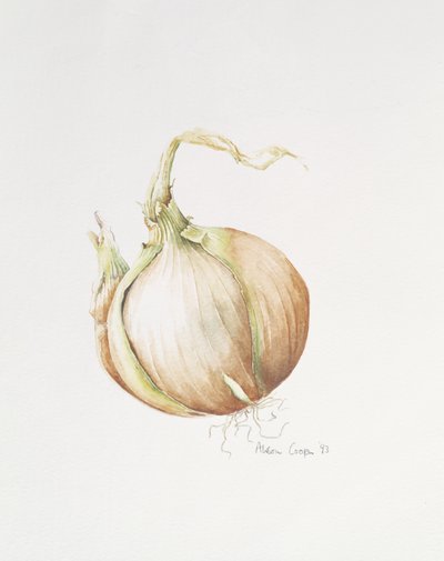 Onion Study, 1993 av Alison Cooper