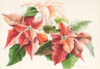 Pointsettia, 2000 (akvarell) av Alison Cooper