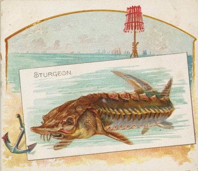 Sturgeon, fra Fish fra American Waters serie N39 for Allen & Ginter Cigarettes, 1889. av Allen and Ginter