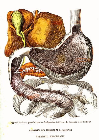Biliary and Pancreatic System - Normal Life & Health av J. Rengade-Drawing av A. Demarle 1881 av Alphonse Demarle