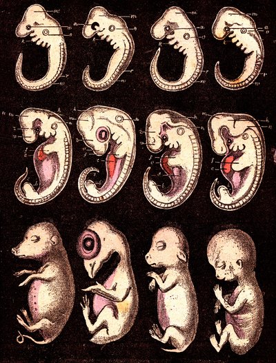 Sammenlignet embryoer av 4 ryggvirvler 5 levende vesener): Fra venstre til høyre: gris, høne, kanin, mann. Tegning A. Demarle. 1885 av Alphonse Demarle