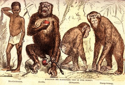 Evolusjon av pattedyr til mennesketypen: Naturlig skapelse og levende vesener (De Jules Rengade). Tegning av A. Demarle. 1885 av Alphonse Demarle