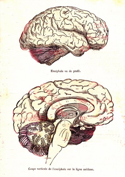 L'encephalus (J. Rengades normale liv og helse) - Fig du Top: profilvisning. Fig 2: Vertikalt snitt.Tegning A. Demarle 1881 av Alphonse Demarle
