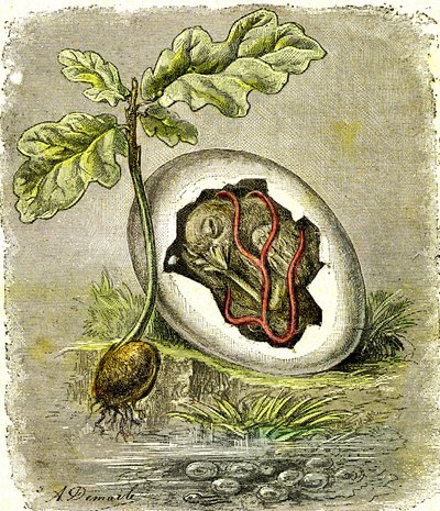 Natur. Egg og frø: Første tilstand av organiserte vesener. Naturlig skapelse og levende vesener. (J. Rengade) tegning av A. Demarle. 1885 av Alphonse Demarle