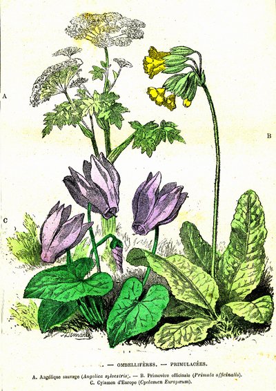 Ombelliferes, Primulacees: Naturlig skapelse og levende vesener. Tegning av A. Demarle. 1885 av Alphonse Demarle