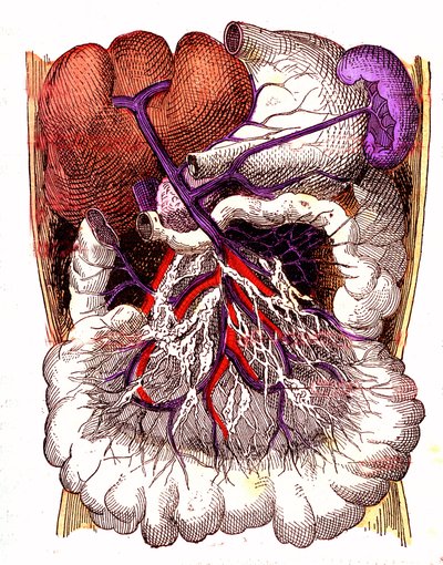 Organer for intestinal absorpsjon - J. Rengades normale liv og helse. Tegning av A. Demarle 1881 av Alphonse Demarle