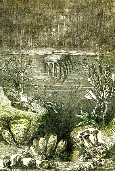 Prehistoire-Terre et Mers: Begynnelsen av den siluriske perioden (J. Rengade. Tegning av Demarle. 1885 av Alphonse Demarle