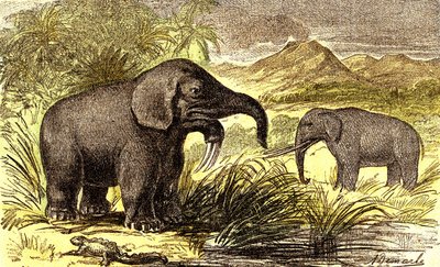Forhistorie-miocen periode: Fra høyre til venstre: Dinotherum og Mastodonte. Naturlig skapelse og levende vesener. Tegning av A. Demarle. 1885 av Alphonse Demarle