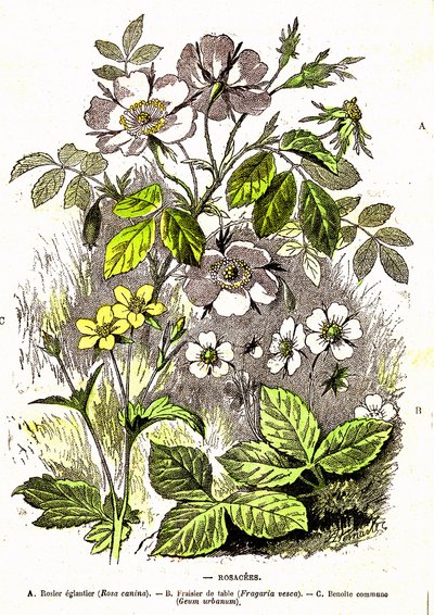 Rosacees - Naturlig skapelse og levende vesener: Tegning av A. Demarle. 1885 av Alphonse Demarle