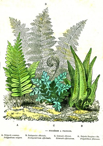 Sling Fougeres: Naturlig skapelse og levende vesener. Tegning av A. Demarle. 1885 av Alphonse Demarle