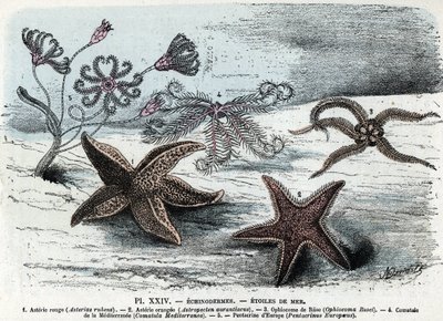 Zoologisk bord; pigghud, sjøstjerner (asterier, ophiocoma, comatum og pentakrin) (Zoologisk plate: sjøstjerner) Gravering fra "" L