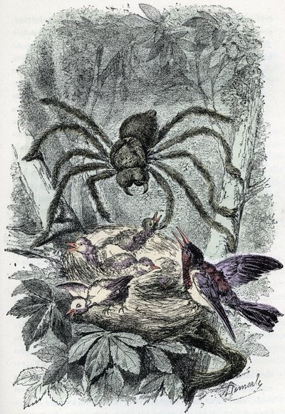 Zoologisk kart: edderkoppdyr, avicular mygalus overrasker et fuglefluereir (Zoologisk plate: edderkoppdyr, Avicularia) Gravering fra «Man and Nature» av Rengade av Alphonse Demarle