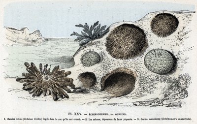 Zoologisk kart: pigghuder, kråkeboller (Zoologisk plate: Pigghuder, kråkeboller) Gravering fra “” L
