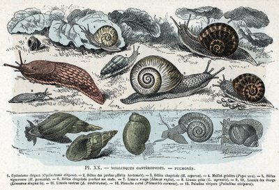 Zoologiske diagram; gasteropoder bløtdyr, lunger (cyclostoma, hagesnegl, rød snegl, grå snegl, limnee, planorb, paludine...) (Zoologisk plate: gastropod bløtdyr som snegl, cyclostoma, planorb, limnea) Gravering fra "" L
