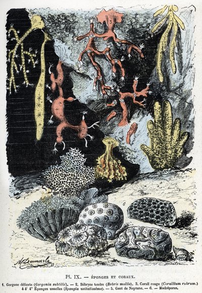 Zoologisk kart: svamper og koraller (gorgone, bebryce, koraller, svamper, neptunhanske (Zoologisk plate: sjøsvamper og koraller) Gravering fra "" L