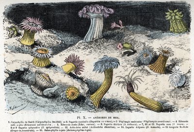 Zoologisk plate: sjøanemoner (Zoologisk plate: sjøanemoner) Gravering fra "" L