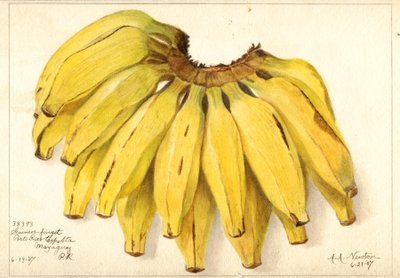 Bananer (Musa: Guincos Finget) (akvarell) av Amanda Almira Newton