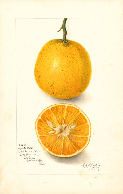 Harts sene appelsiner (Citrus sinensis) (akvarell) av Amanda Almira Newton