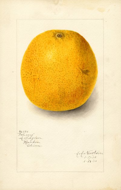 Ichang-appelsin (Citrus sinensis) (akvarell) av Amanda Almira Newton