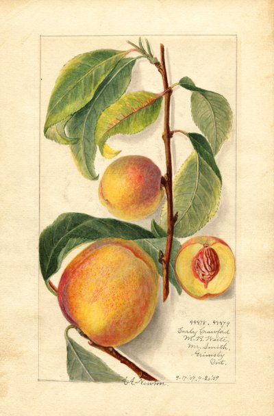 Fersken (Prunus persica) (akvarell) av Amanda Almira Newton