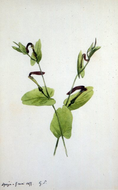 Aristolochia en stor planteslekt av familien Aristolochiaceae (akvarell) av Amantine Dupin
