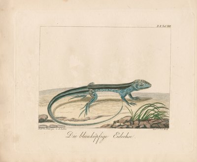 Blåhodet skink (håndkolorert kobberstikk) av Ambrosius Gabler