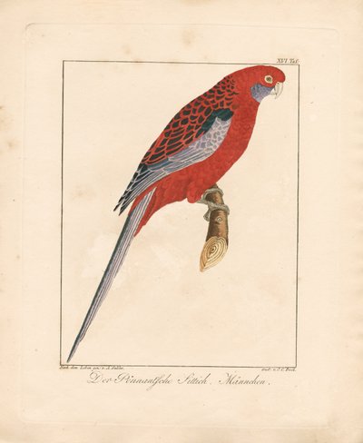 Karmosinrød Rosella, Hann (håndkolorert lito) av Ambrosius Gabler